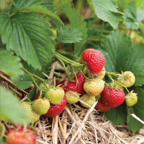 Growing Strawberries and the Beauty of Four Seasons in Kansas